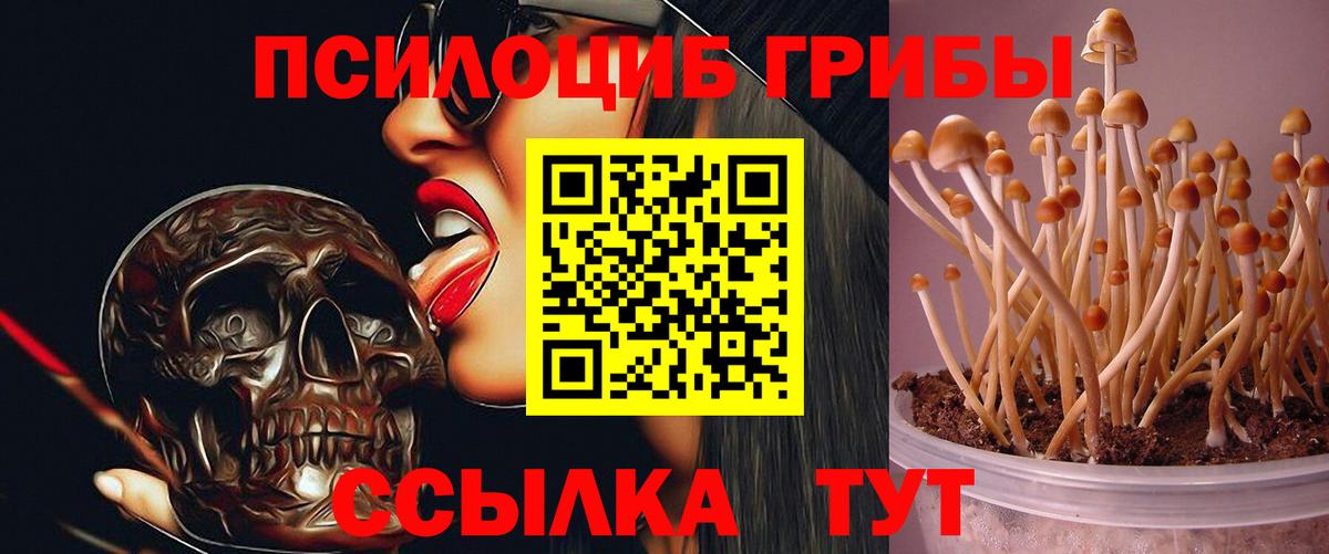 Галлюциногенные грибы MAGIC MUSHROOMS  Вход с VPN  Киржач 